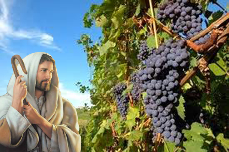 Jesus e a vinha